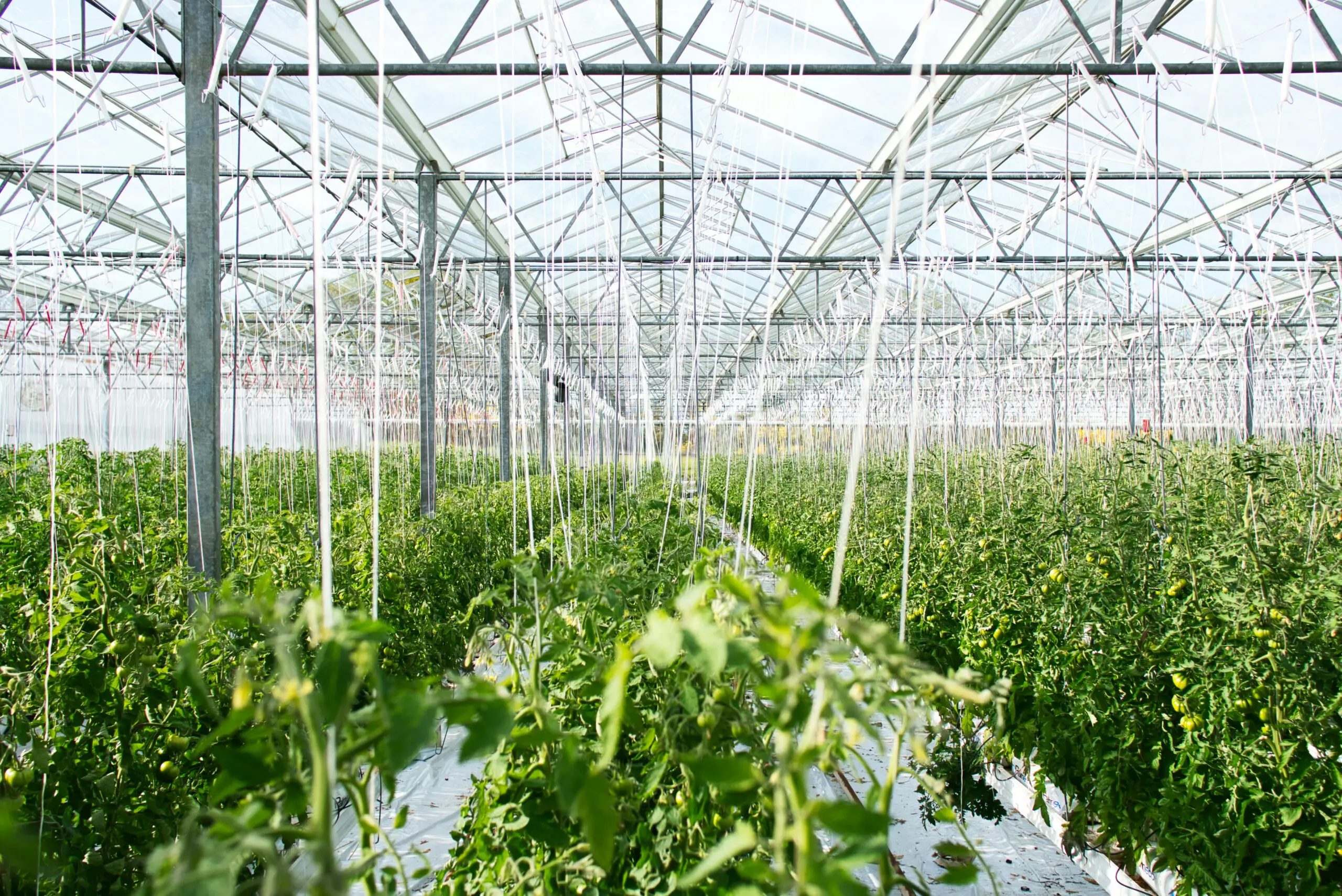 Des rangées de plantes vertes poussant à l'intérieur d'une grande serre lumineuse, dotée d'un toit en verre et d'une charpente métallique, soutenue par des cordes suspendues.