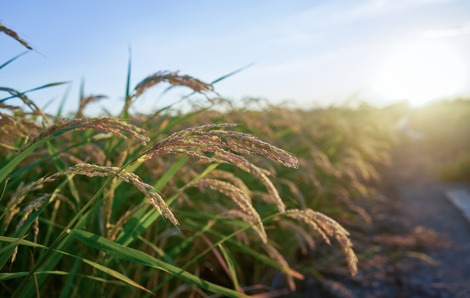 Gros plan sur des plants de riz mûrs dans un champ au lever ou au coucher du soleil, la lumière dorée du soleil illuminant les grains et les feuilles vertes, créant ainsi une scène agricole sereine.