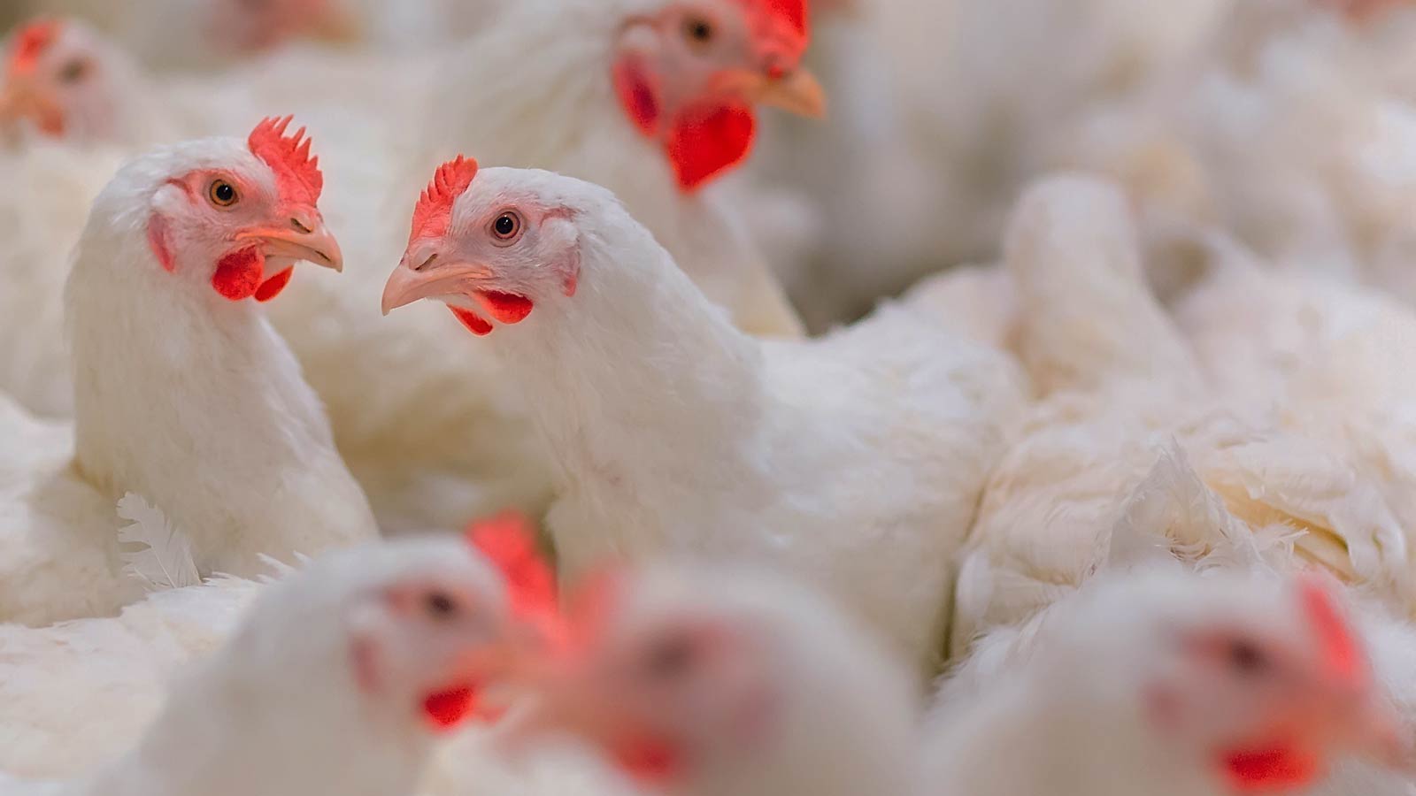 Un groupe de poulets blancs à crête rouge, serrés les uns contre les autres, certains tournés vers l'appareil photo tandis que d'autres lui tournent le dos, sur fond flou où l'on distingue d'autres poulets.